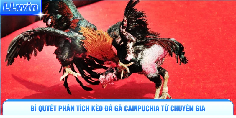 Bí quyết phân tích kèo đá gà Campuchia từ chuyên gia