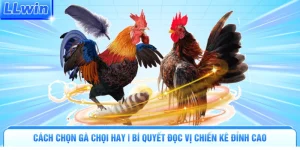 Cách Chọn Gà Chọi Hay | Bí Quyết Đọc Vị Chiến Kê Đỉnh Cao