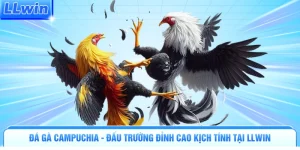 Đá Gà Campuchia - Đấu Trường Đỉnh Cao Kịch Tính Tại LLWIN