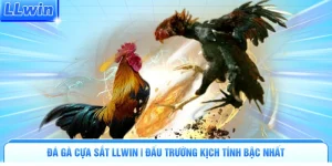 Đá Gà Cựa Sắt LLWIN | Đấu Trường Kịch Tính Bậc Nhất