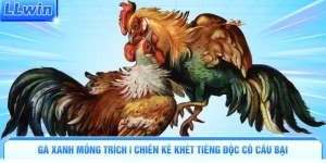 Gà Xanh Mồng Trích | Chiến Kê Khét Tiếng Độc Cô Cầu Bại