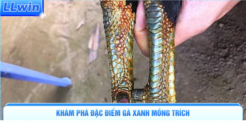Khám phá đặc điểm gà xanh mồng trích