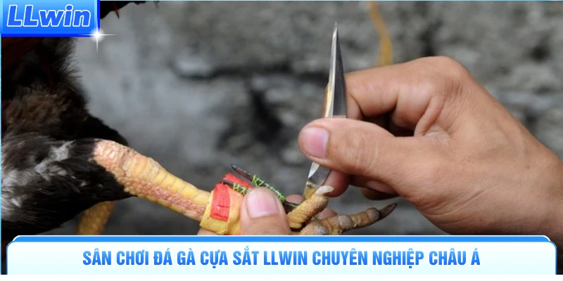 Sân chơi đá gà cựa sắt LLWIN chuyên nghiệp châu Á
