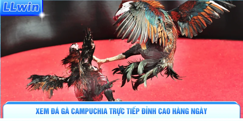 Xem đá gà Campuchia trực tiếp đỉnh cao hàng ngày